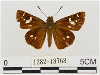 碎紋孔弄蝶藏品圖，第1張