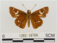 碎紋孔弄蝶藏品圖，第2張