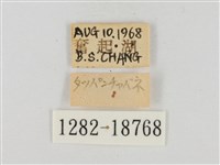 碎紋孔弄蝶藏品圖，第3張