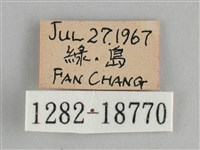 青眼蛺蝶、孔雀青蛺蝶藏品圖，第3張