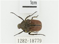 臺灣高山褐騷金龜藏品圖，第1張