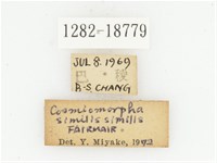 臺灣高山褐騷金龜藏品圖，第2張