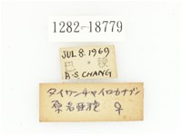 臺灣高山褐騷金龜藏品圖，第3張