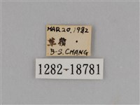 圓翅鉤粉蝶藏品圖，第3張