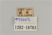 藍灰蝶沖繩亞種藏品圖，第3張
