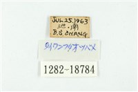 虎灰蝶藏品圖，第3張