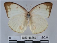 細波遷粉蝶藏品圖，第1張