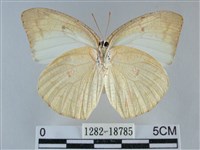 細波遷粉蝶藏品圖，第2張