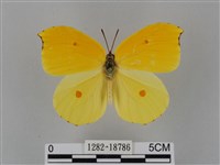 圓翅鉤粉蝶藏品圖，第1張