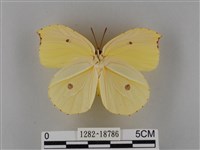 圓翅鉤粉蝶藏品圖，第2張