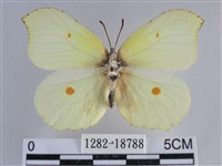 臺灣鉤粉蝶藏品圖，第1張