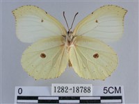 臺灣鉤粉蝶藏品圖，第2張