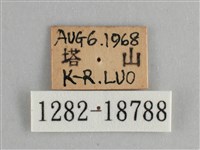 臺灣鉤粉蝶藏品圖，第3張