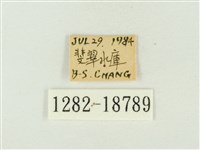 銀灰蝶藏品圖，第3張