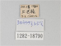 淡青雅波灰蝶藏品圖，第3張