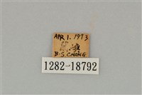 藍灰蝶沖繩亞種藏品圖，第3張