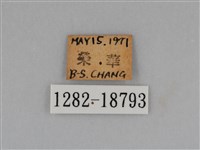 圓翅鉤粉蝶藏品圖，第3張