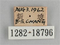 遷粉蝶、淡黃蝶藏品圖，第3張