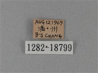大白斑蝶藏品圖，第3張