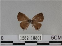 波灰蝶藏品圖，第1張