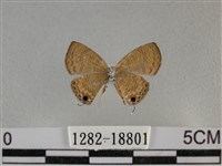 波灰蝶藏品圖，第2張