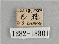 波灰蝶藏品圖，第3張