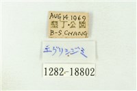 凹翅紫灰蝶藏品圖，第3張