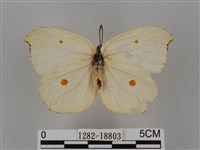 圓翅鉤粉蝶藏品圖，第1張