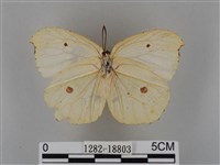 圓翅鉤粉蝶藏品圖，第2張