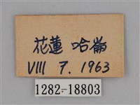 圓翅鉤粉蝶藏品圖，第3張