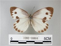 緣點白粉蝶藏品圖，第1張