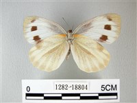 緣點白粉蝶藏品圖，第2張