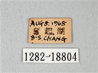 緣點白粉蝶藏品圖，第3張