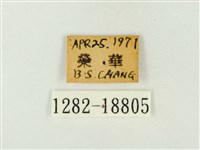玳灰蝶藏品圖，第3張