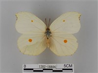 圓翅鉤粉蝶藏品圖，第1張