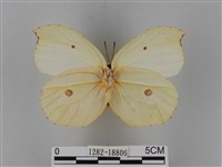 圓翅鉤粉蝶藏品圖，第2張