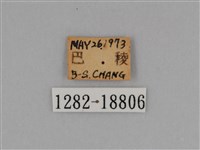 圓翅鉤粉蝶藏品圖，第3張