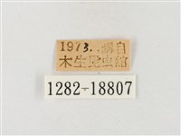黃尖粉蝶藏品圖，第3張