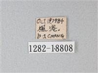 橙端粉蝶、端紅蝶藏品圖，第3張