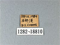 異粉蝶、雌白黃蝶藏品圖，第3張