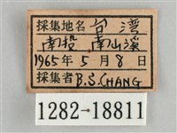 細波遷粉蝶藏品圖，第3張