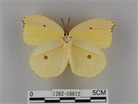 圓翅鉤粉蝶藏品圖，第2張