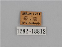 圓翅鉤粉蝶藏品圖，第3張