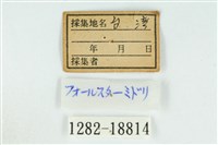 伏氏鋩灰蝶藏品圖，第3張