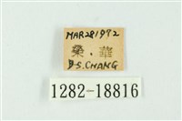 白紋琉灰蝶藏品圖，第3張