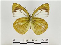 淡褐脈粉蝶藏品圖，第2張