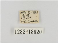 淡褐脈粉蝶藏品圖，第3張