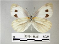 緣點白粉蝶藏品圖，第2張