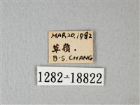 緣點白粉蝶藏品圖，第3張