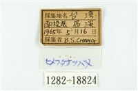 蓬萊虎灰蝶藏品圖，第3張
